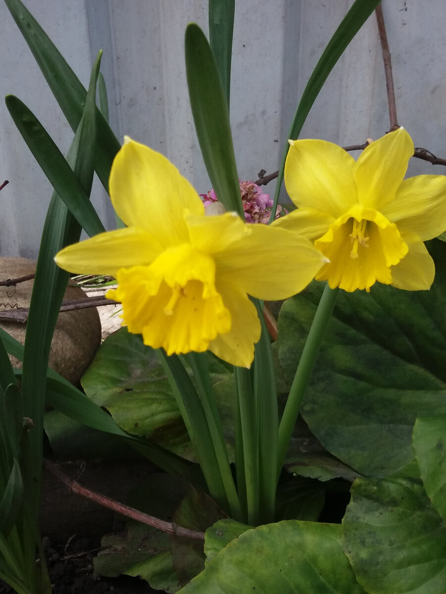 Нарциссы - предвестники весны с необычайным очарованием, которое придаёт им особую прелесть, привлекают внимание своей необыкновенной яркостью и свежестью.