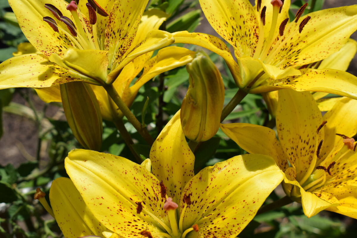 лилии в цвету(фото автора)