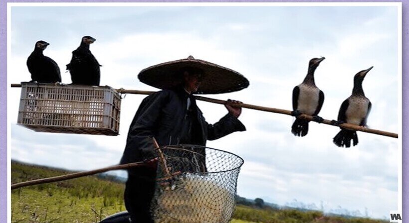    Видео: Самые невероятные способы, которыми животные помогают людям