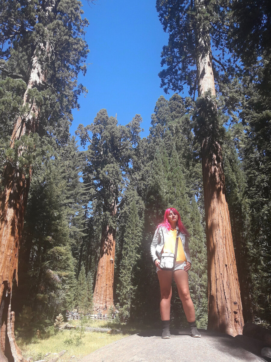 Секвойя парк 