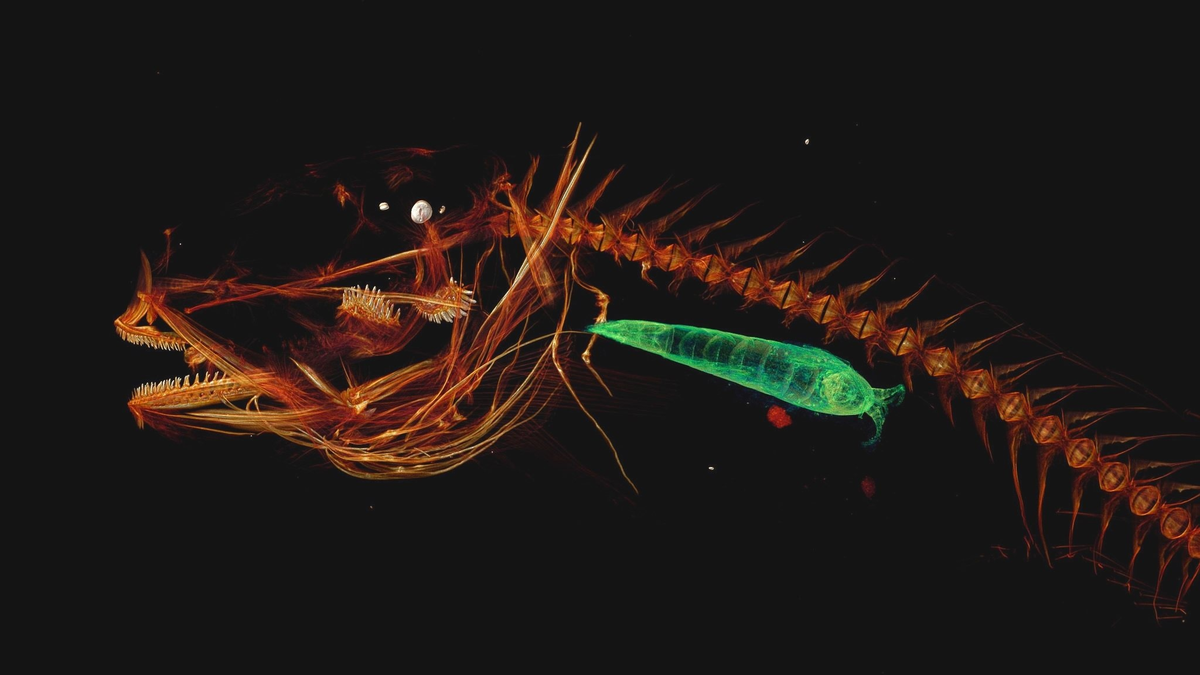 Компьютерная томография одной из самых глубоководных рыб в мире, сожравшей рачка-бокоплава. Ничего особенного.