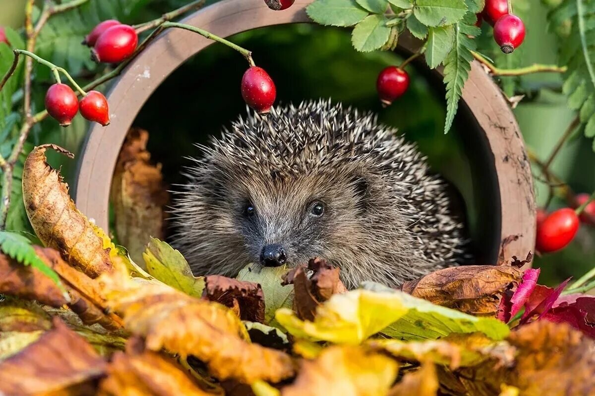 Ежи - верные помощники садовода. Фото Яндекс.Картинки