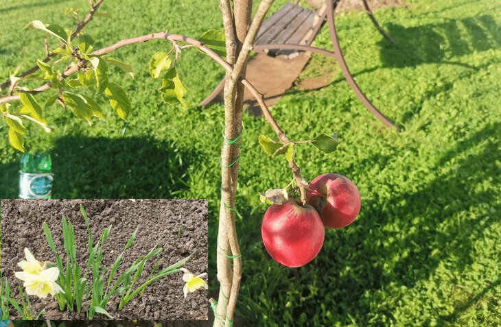    Какие луковичные цветы сажают осенью и выбор наилучшего компаньона для яблони