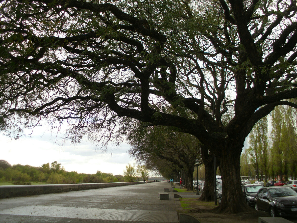 Tipa blanca. Фото автора