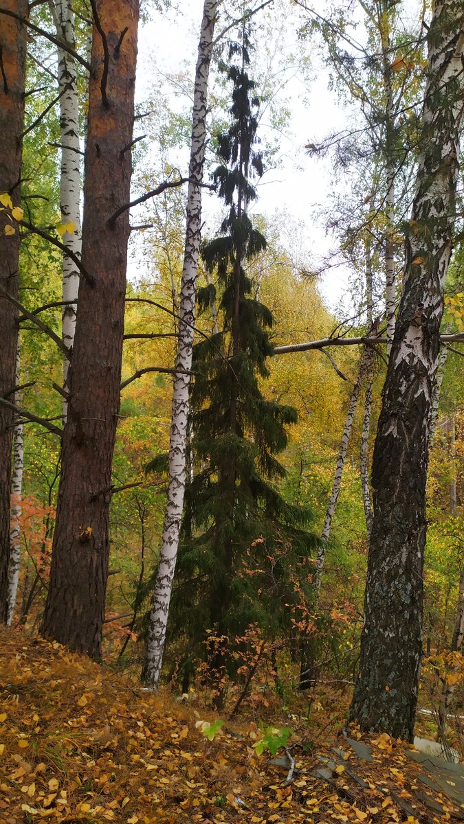 Нарисуй, художник, осень... | Снится мне деревня | Дзен