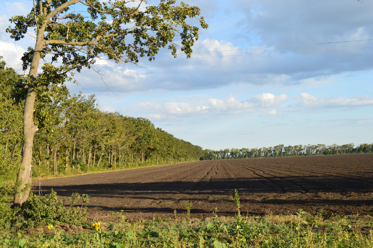 Фото автора. 26.09.2022. Поля агрофирмы.