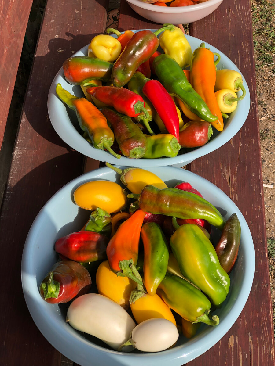 Урожай перца 2022