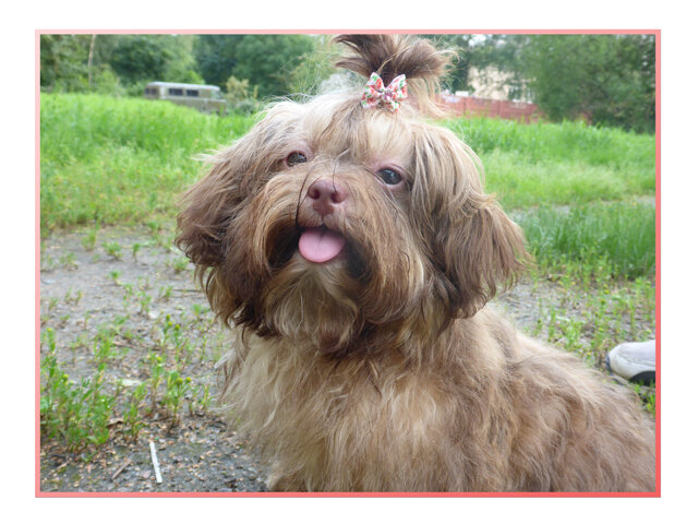 щенок русской цветной болонки