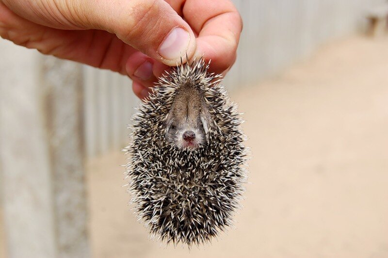 фото из открытых источников интернет