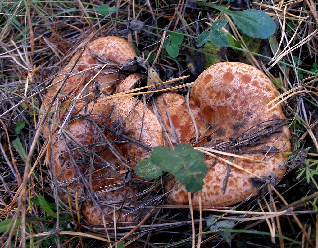 Рыжик гриб где растет в лесу. Растет гриб рыжик. Гриб рыжик хвойных лесов. Рыжики грибы. Рыжики в лесу растут.