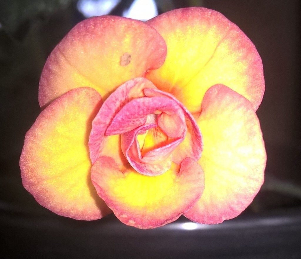 Ахименес. фото автора 'Peach Orchard' (S.Saliba, 2011)