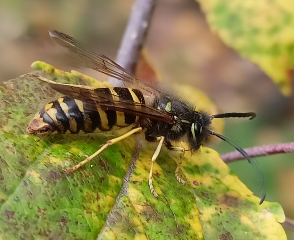 Sphex pennsylvanicus Back Yard Biology