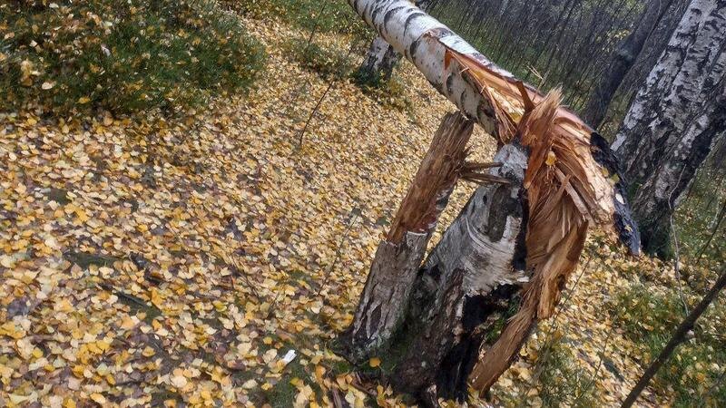   Фото: пресс-служба комитета по благоустройству Санкт-Петербурга