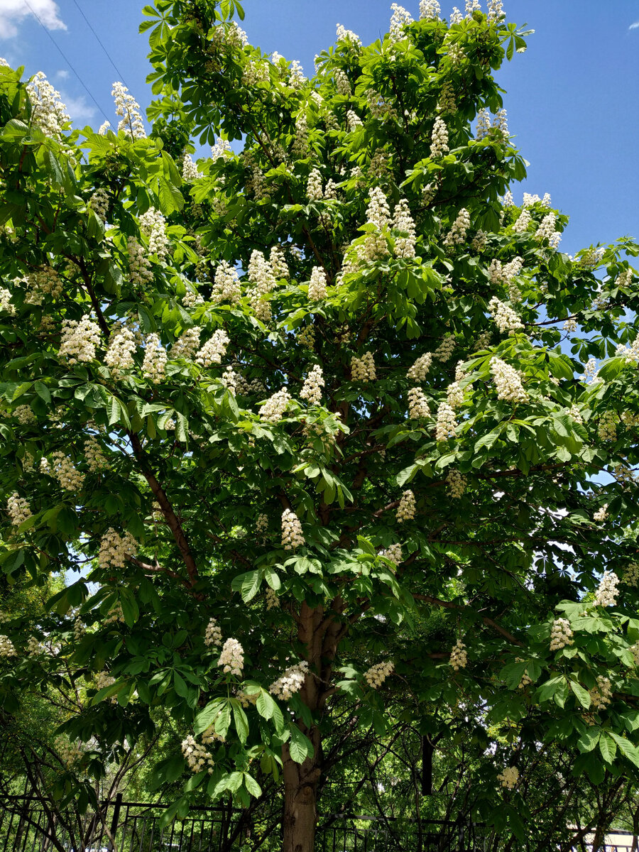 2021 май. Фото автора