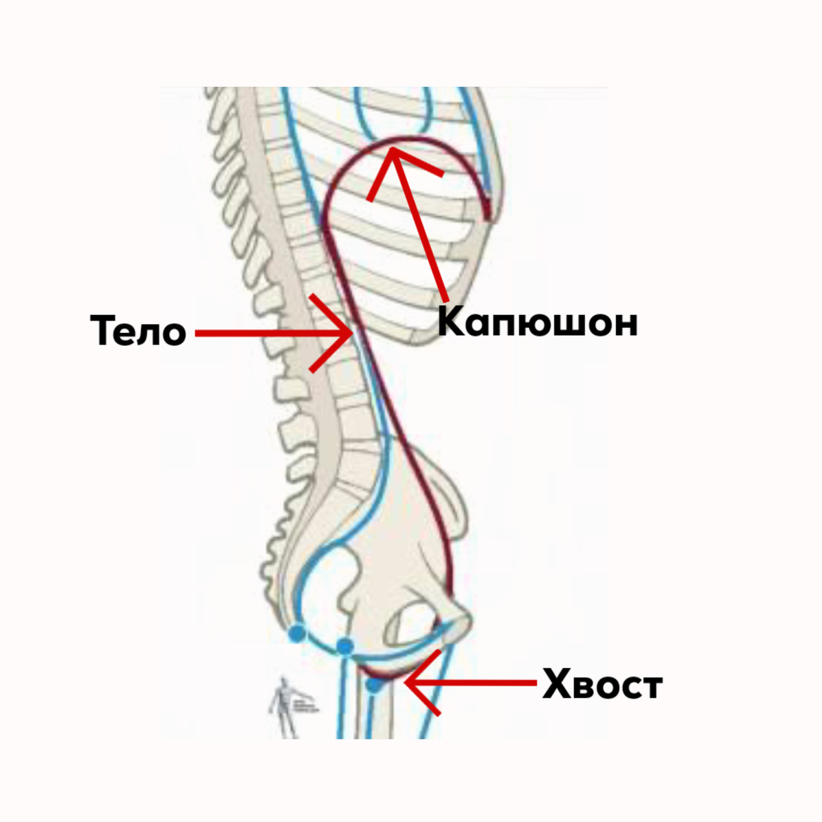 Расположеие "кобры" в теле;