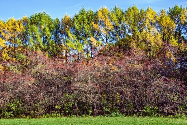И время перемен может быть прекрасным ... если конечно  ты делаешь его таковым или хотя бы у тебя есть время это заметить ... С  Воскресением Вас!   

Осень ..., парк 50-летия Октября, Москва...   

  