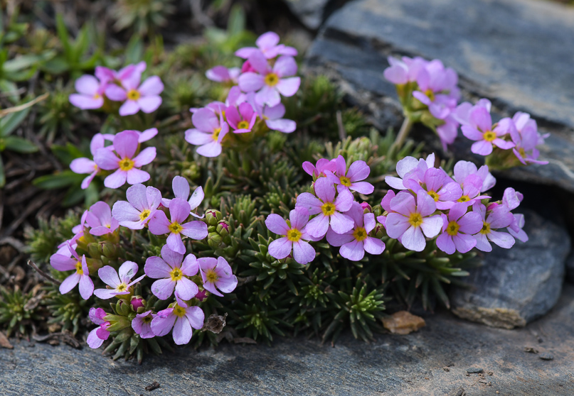 Источник: https://www.florealpes.com/fiche_androsacelaggeri.php?PHPSESSID=b5fbf7kfjvidj58nfbj892msj3