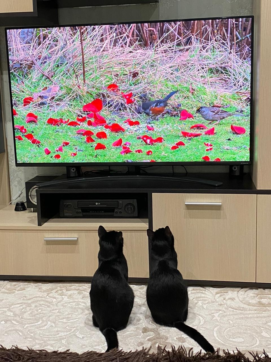 Маленькие, чёрненькие и самые дорогие для своей новой хозяйки "сапожки"