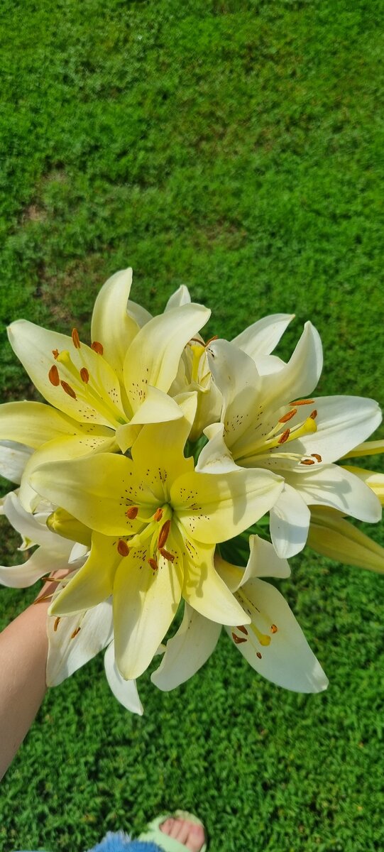 Чудесные лимонные лилии из нашего сада