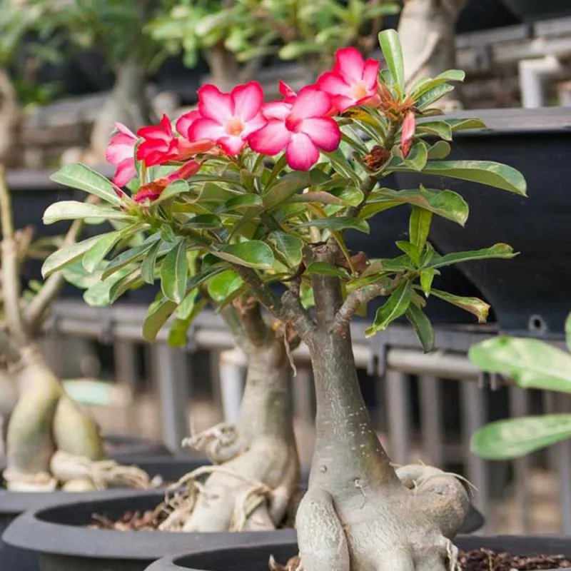 Adenium Obesum Desert Rose Mini Size