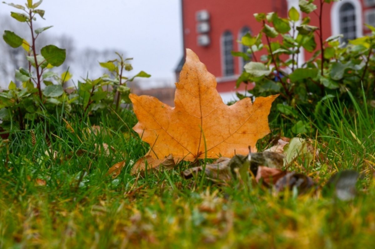    В Тверскую область придёт заключительная волна тепла с дождями