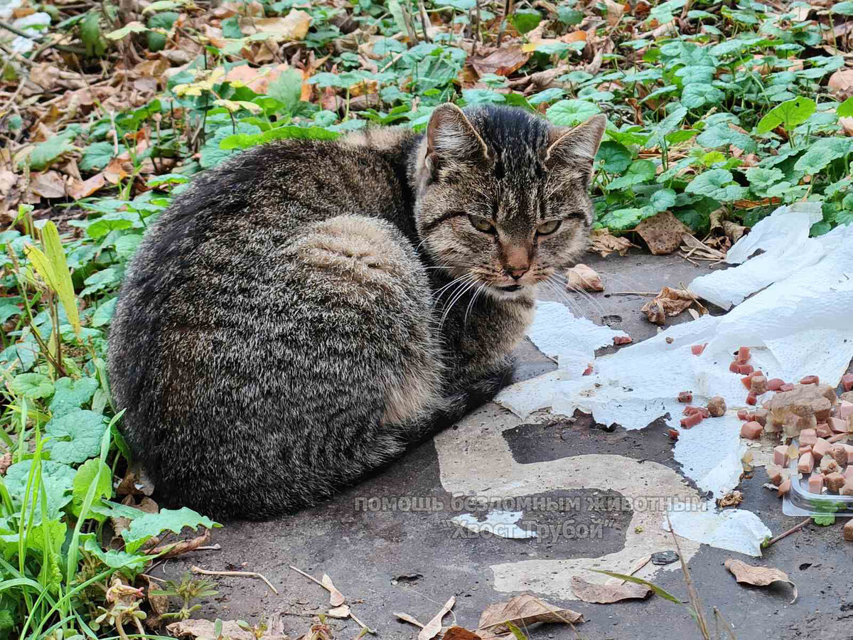 много котов. кошка сидит на одном месте. смешные коты. несколько кошек. уличные коты.