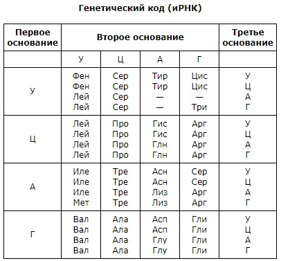 Таблица аминокислот ИРНК. Таблица нуклеотидов и аминокислот. Таблица кодов ДНК И РНК. Таблица генетического кода МРНК.