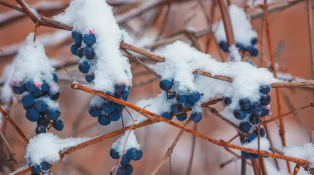 Фотография взята из источника adfarm.ru