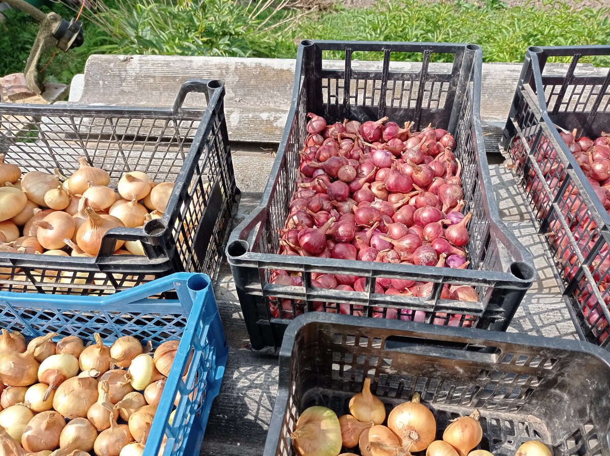 Переберу свои запасы лука