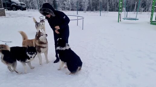 Каждое утро у нас один и тот же ритуал в стае👍. Раздача яиц и вкусняшек, но не просто так, а за команды👌