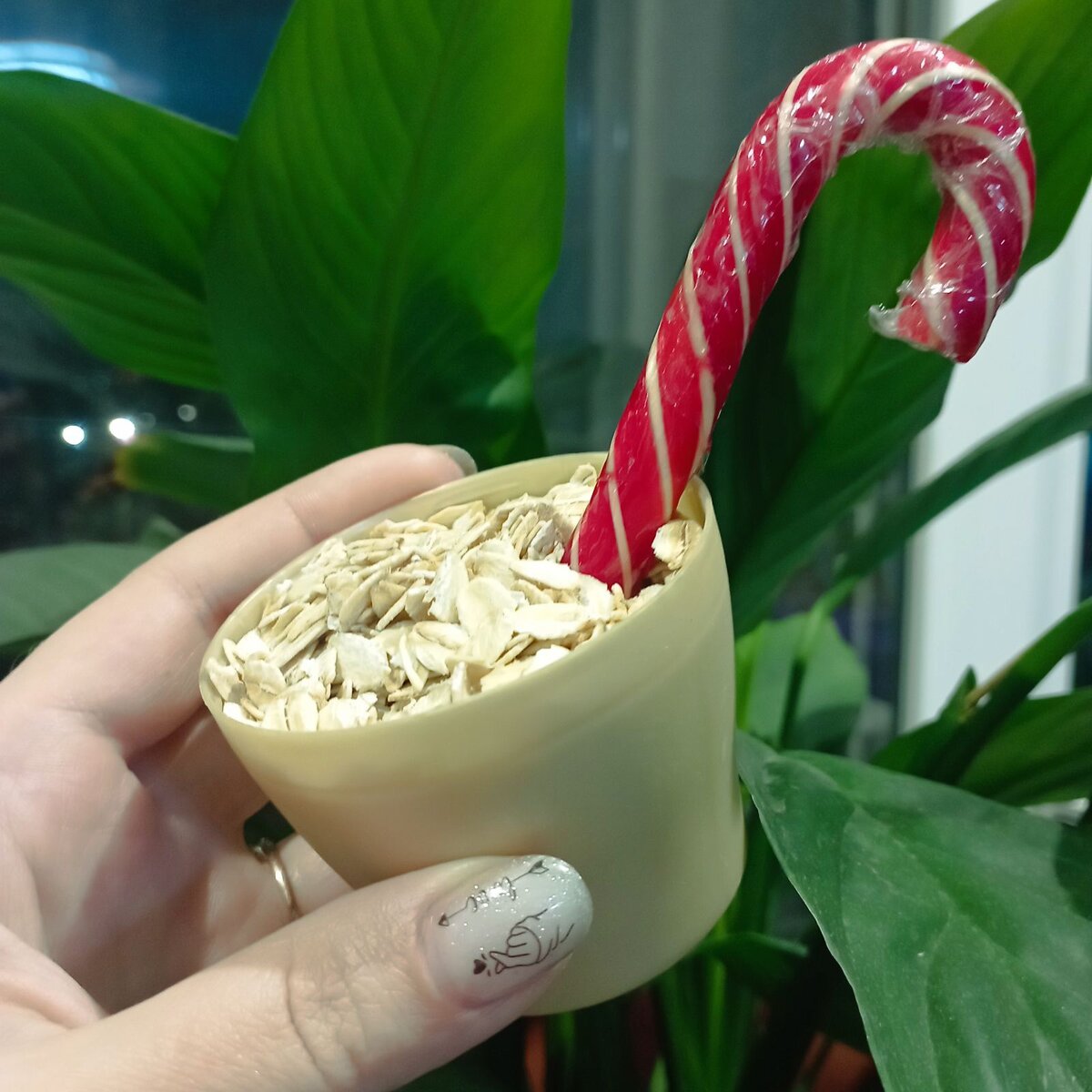 Что приготовить из овсянки?....