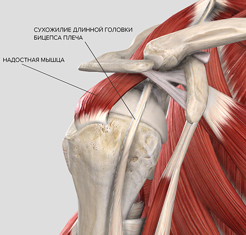 Анатомия бицепса плечевой сустав