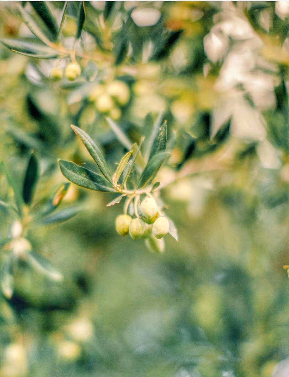 Агурелио, кладезь витаминов и антиоксидантов, жмут из зелёных оливок (фото из архива автора)