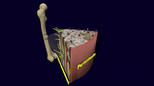Биолог наглядно показал как устроены кости и костная ткань у человека