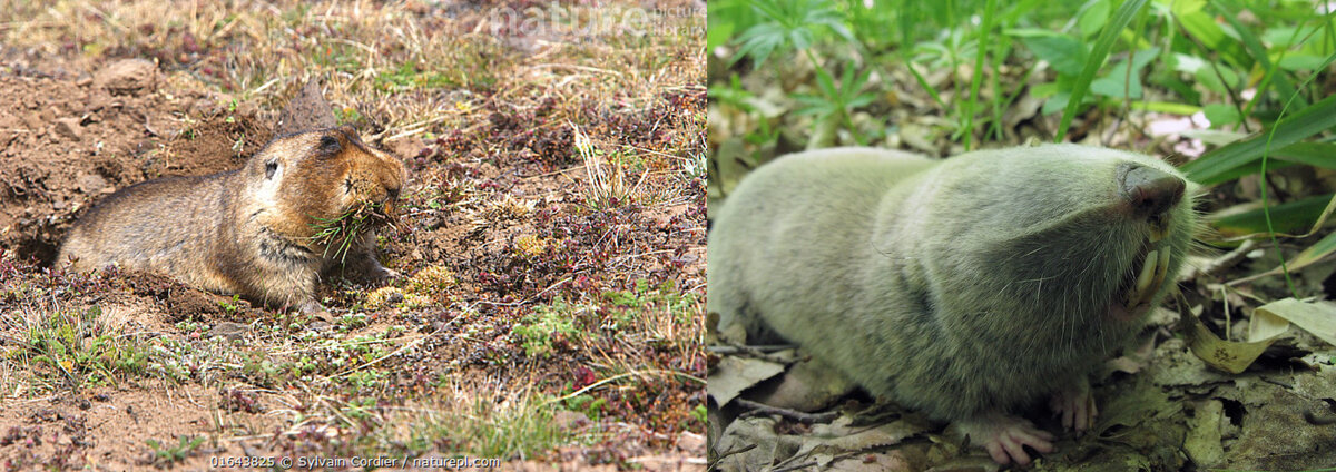 Как две капли! 