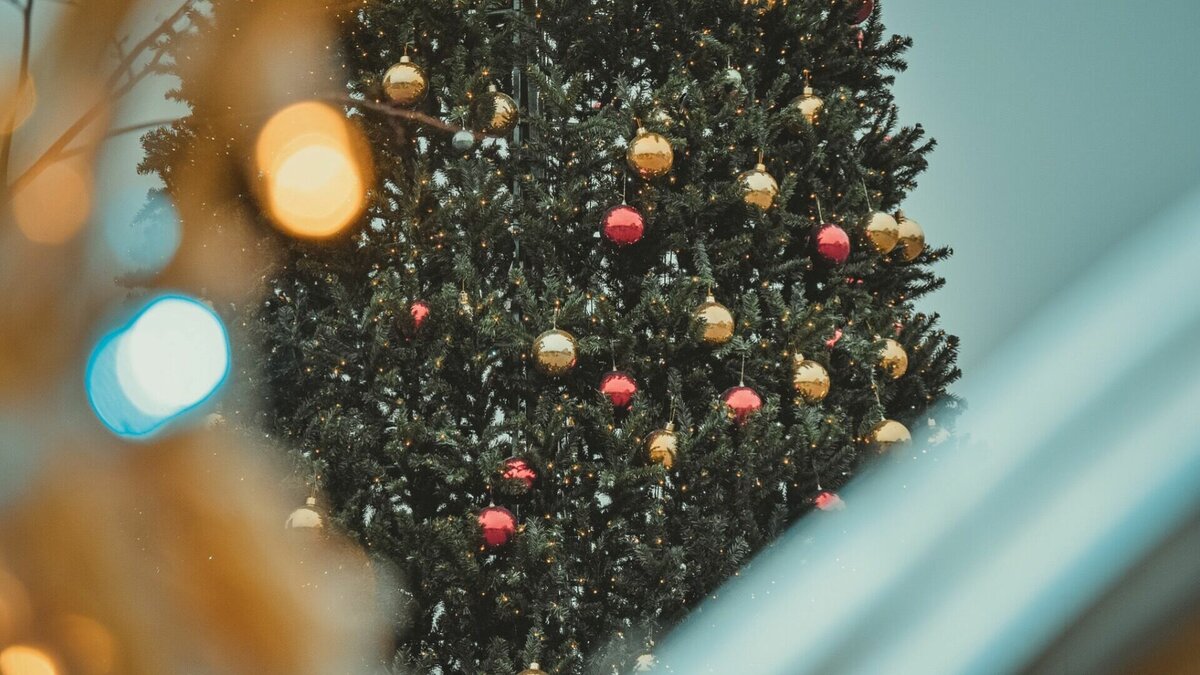     Республиканское агентство лесного хозяйства открыло реализацию новогодних деревьев в 11 районах.