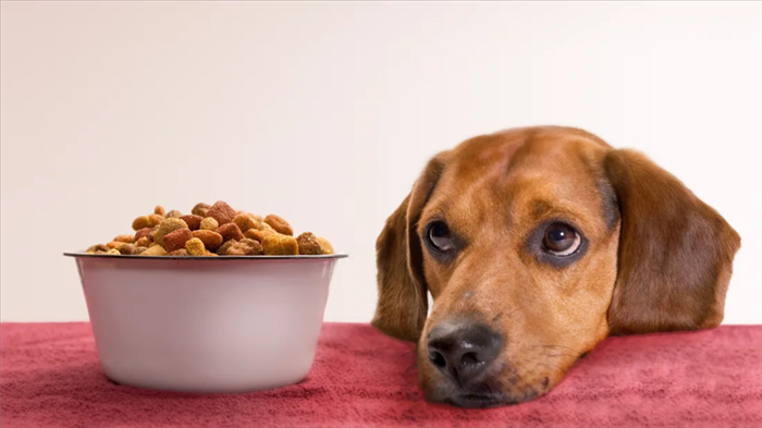 Как долго собаки могут обходиться без еды перед смертью | Блог о щенках и  собаках ^;^ | Дзен