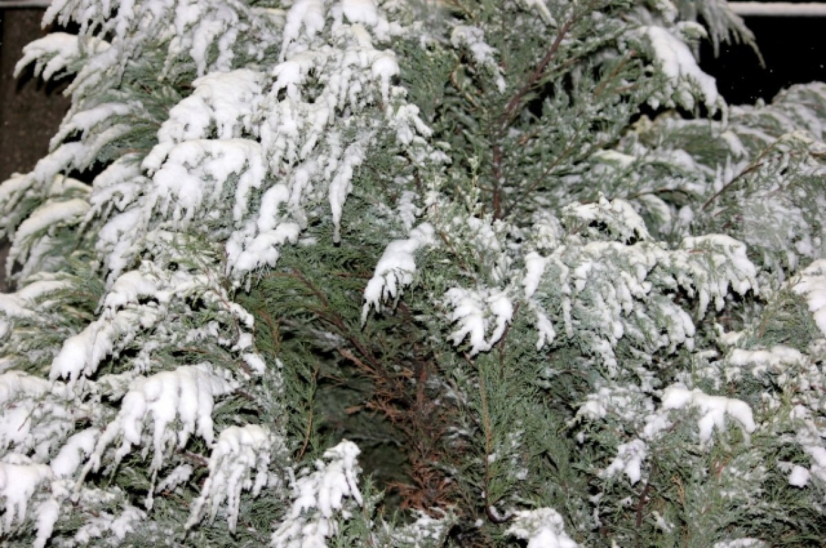    В Туле 14 декабря прогнозируют снег и сильный ветер