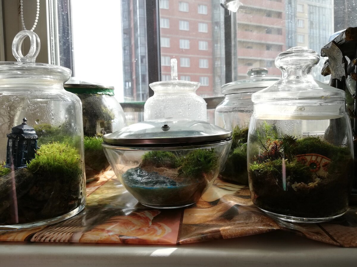 Микромиры в банке, или как вырастить мох в домашних условиях | флорариум