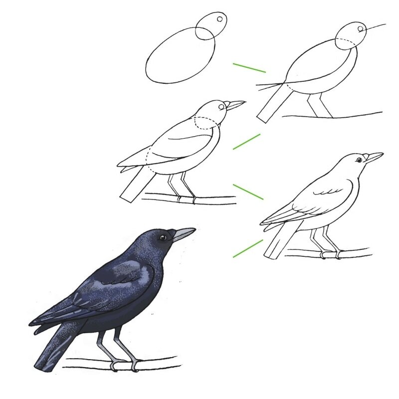 Как нарисовать ворону поэтапно карандашом