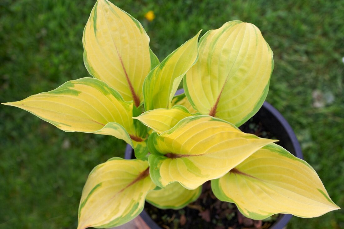 Хоста Red Hostas