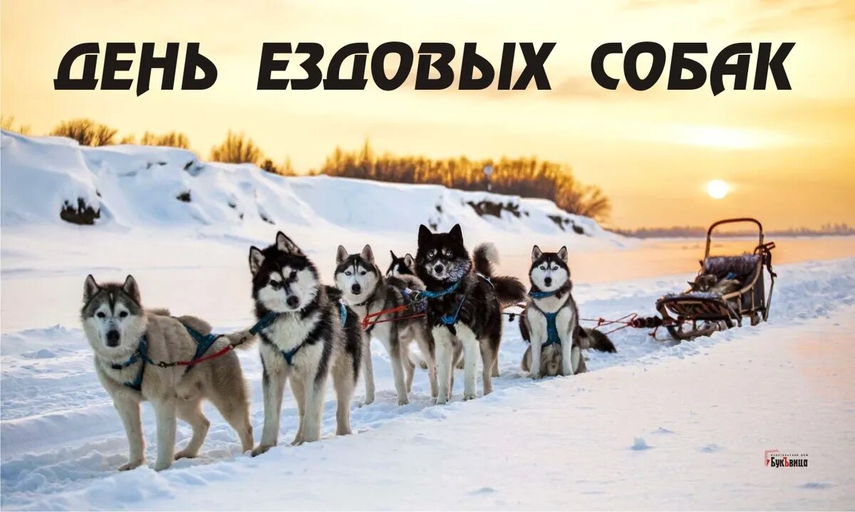 День ездовых собак. Иллюстрация: «Курьер.Среда»