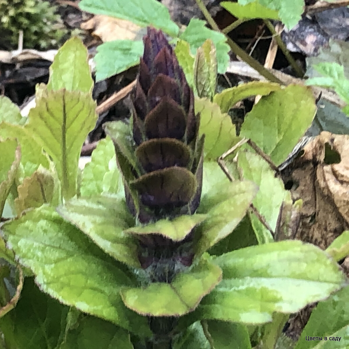 Живучка ползучая в бутоне смотрися в саду очень эффектно и необычно