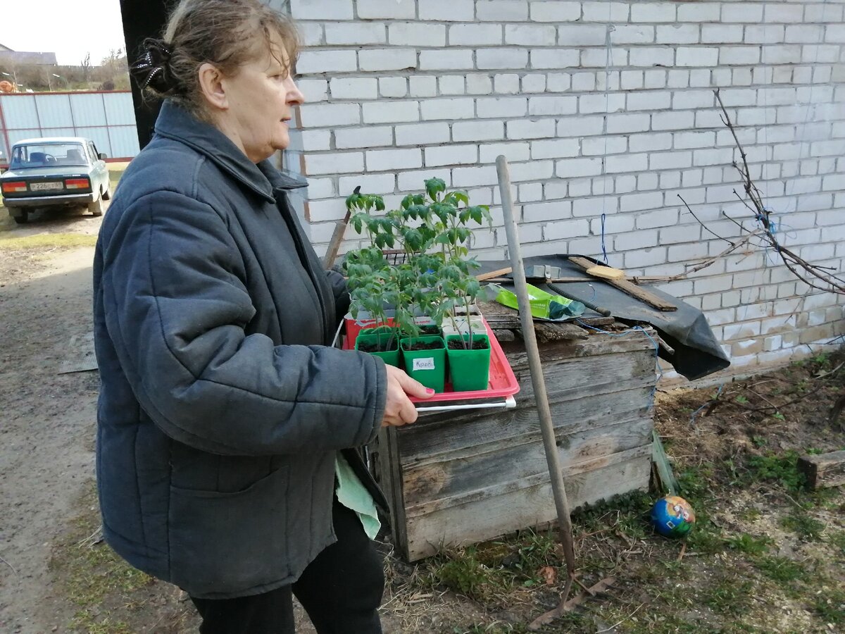 Выношу рассаду в теплицу