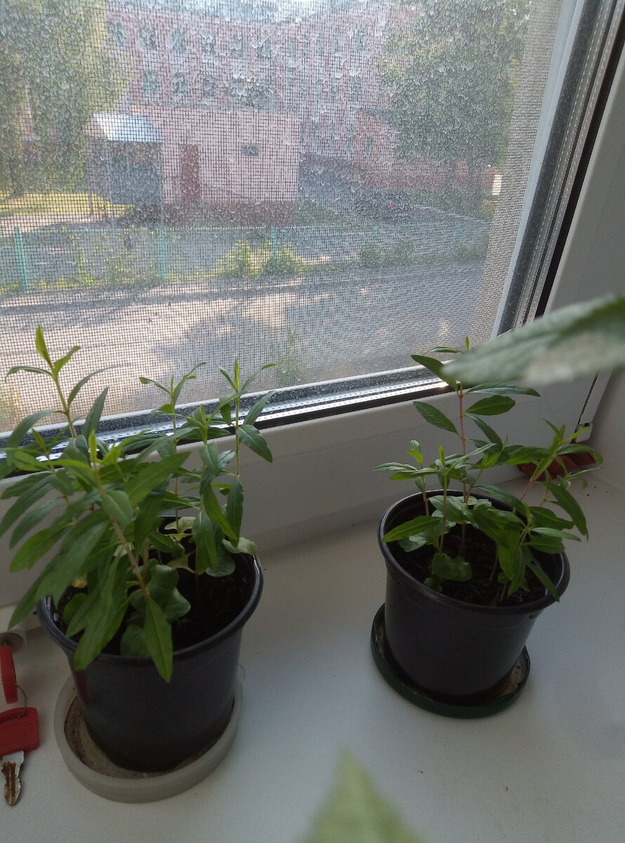 Вот они мои первые всходы