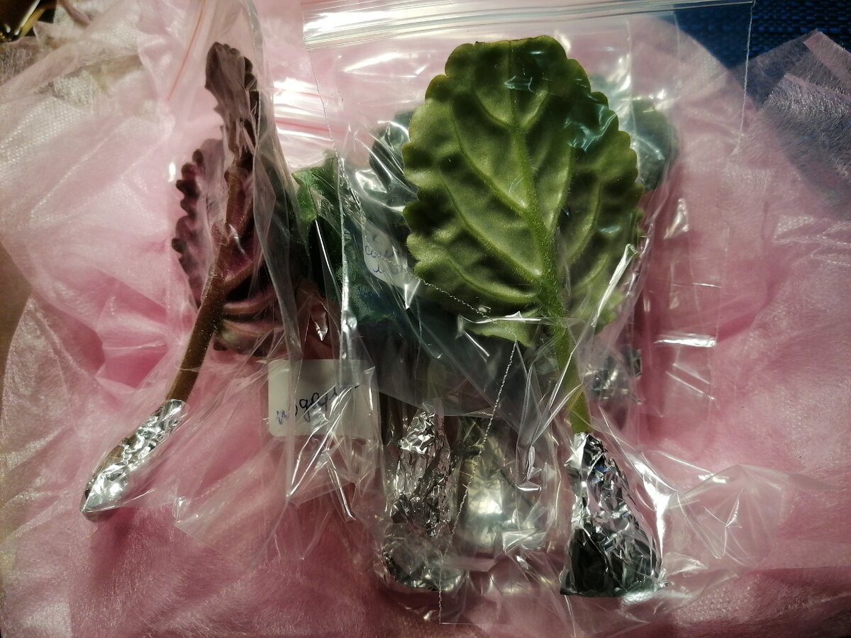 Новенькие малыши. Личное фото автора