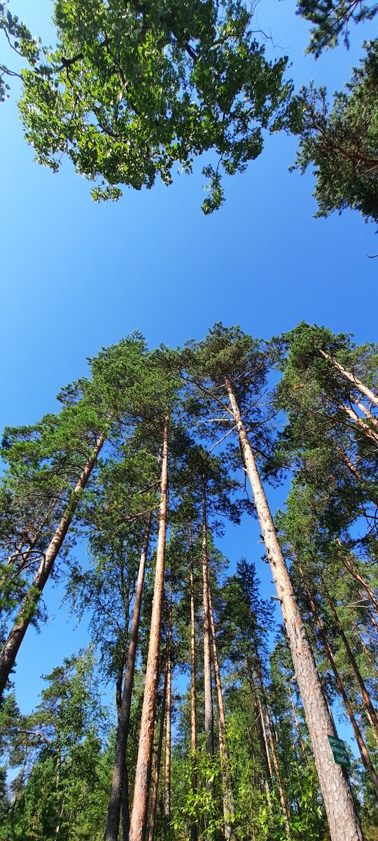 Красивые сосны всегда привлекают взгляд