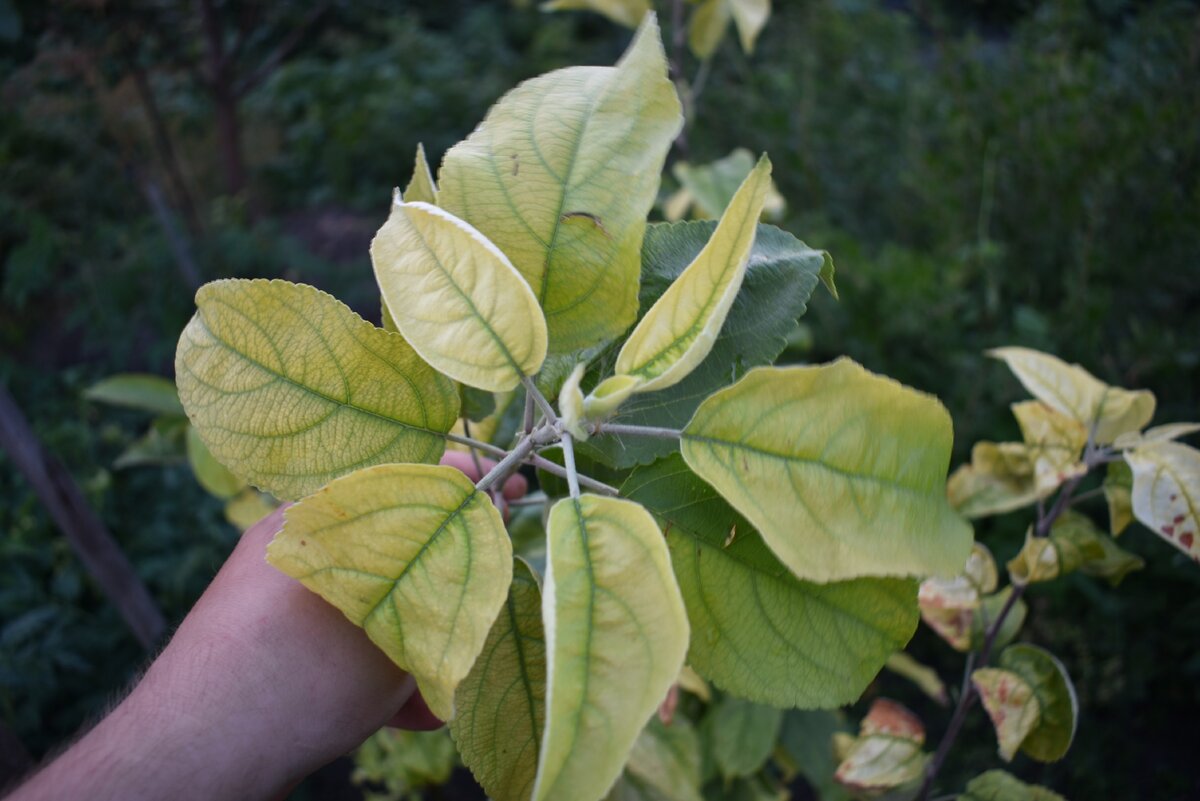 А так выглядят листики яблони в приближении. Чего же им не хватает? Фото автора блога