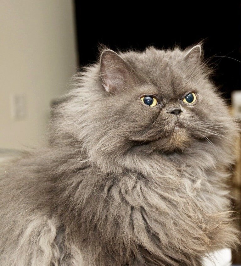 Фото из открытых источников. Взято исключительно с целью показать героев истории