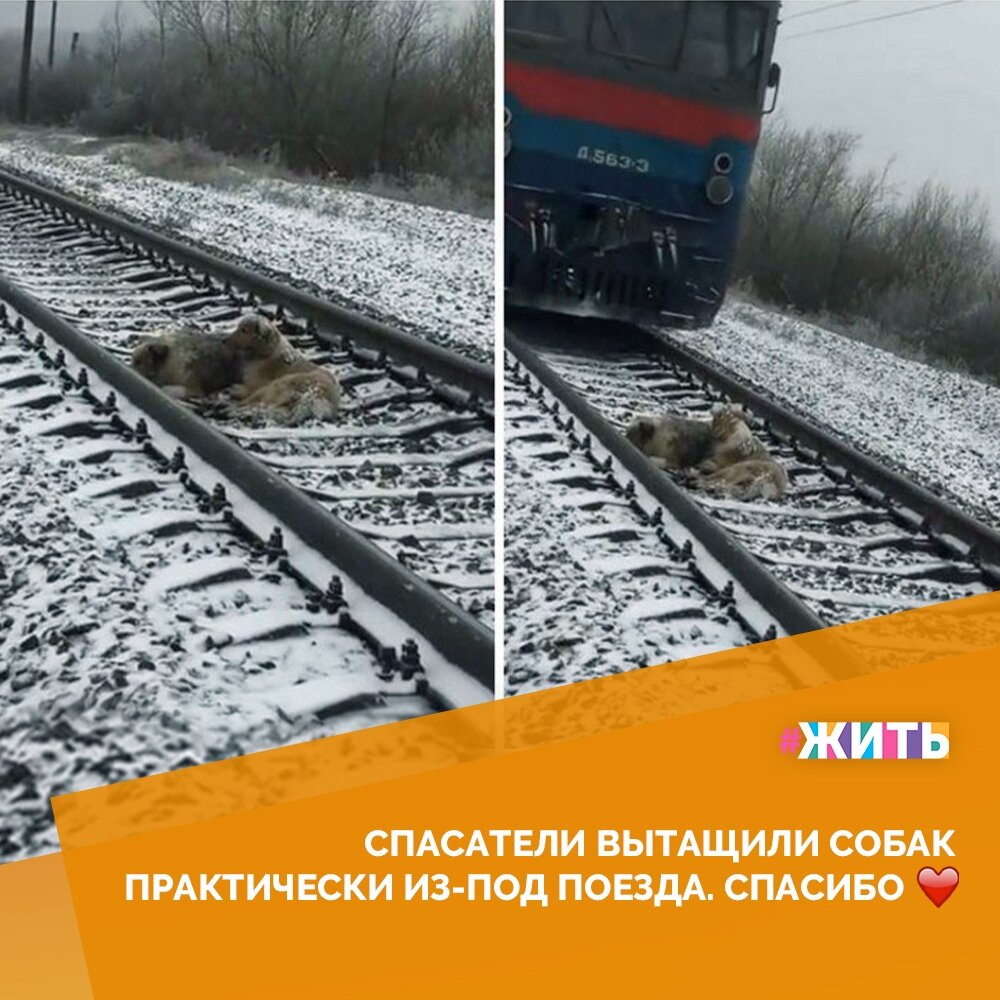 Сегодня мы хотим рассказать Вам об одной трогательной истории, о которой написал на своей странице один из местных жителей😌 
Две собаки провели около двух суток на железнодорожных путях: одна из них была ранена, а другая не бросала её, грела и защищала от проезжающих над ними поездов💪

Прибывшие на место спасатели, столкнулись с тем, что не смогли подойти к животным. Та собака, что защищала все эти дни свою подругу, не давала людям подойти близко😔

В результате нескольких часов труда, спасатели всё-таки забрали собак и отвезли их в приют🐶

Сообщается, что теперь, после оказания медицинской помощи, они ждут своих хозяев🤲

Вот это настоящий пример отваги и добродушия. А у Вас есть интересные истории? Поделитесь ими с нами👐

#жить #проектжить
